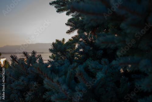 Spruce tree, pine tree behind lake and mountain silhouette