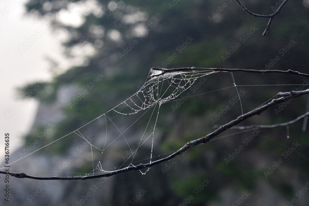 Spider Web Between Branches in a Tree