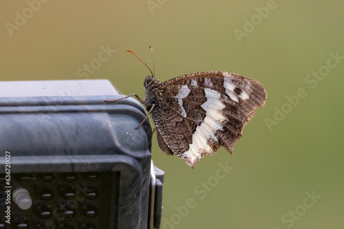 A Great Banded Grayling (Brintesia circe) butterfly at rest. photo