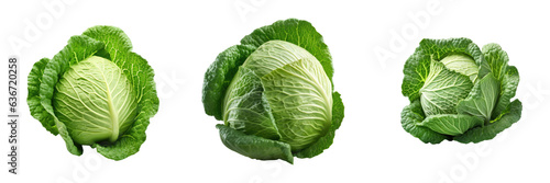 isolated green cabbage