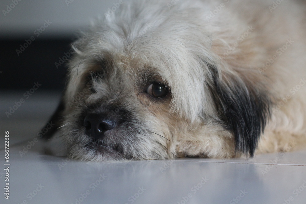Cute Shih Tzu dog daydreaming on the floor Cute Shih Tzu dog daydreaming on the floor