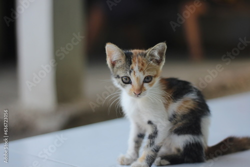 Kitten who is staring ahead
