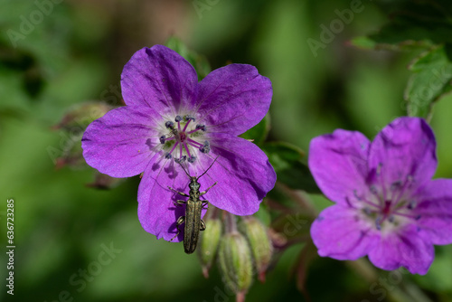 Fototapeta Naklejka Na Ścianę i Meble -  Oedemera-virescens beetle on a flower