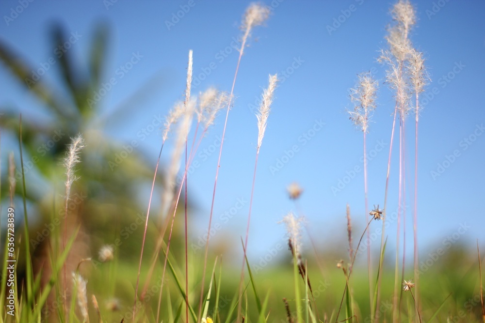 Premium Grass Flower And Blue Sky