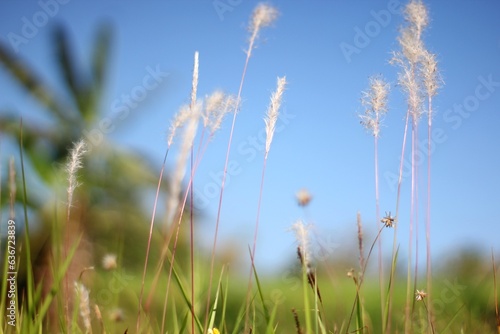 Premium Grass Flower And Blue Sky