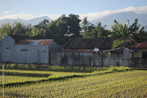 View of newly planted rice with a mountain background and residents' houses