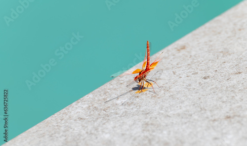 Red dragonfly perched on the ground in the sun with pastel colors in the background © Miguel Ángel RM