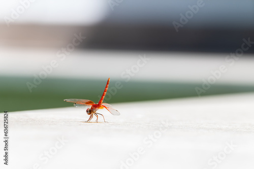 Red dragonfly perched on the ground in the sun with pastel colors in the background