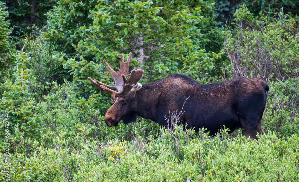 Moose in the Colorado Wilderness Moose in the Colorado Wilderness