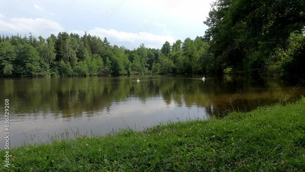 Landscape of a lake with two swans and reflection of green trees Landscape of a lake with two swans and reflection of green trees