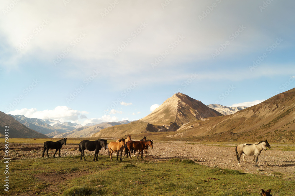 Cabalos criados para trabajar en las montañas de la cordillera de los Andes. Esta tropilla esta en el Valle de las nacientes del rio Atuel en la provincia de Mendoza.Argentina