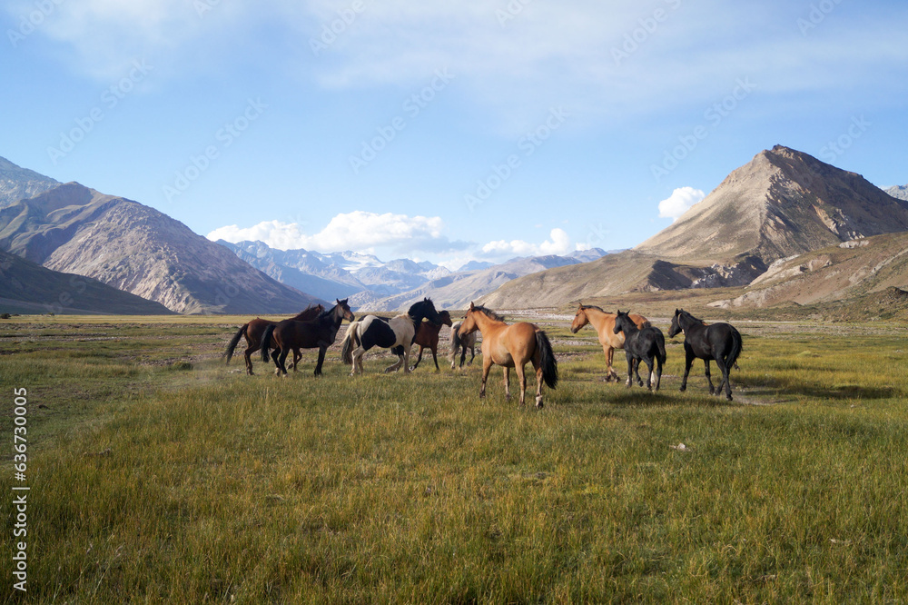 Cabalos criados para trabajar en las montañas de la cordillera de los Andes. Esta tropilla esta en el Valle de las nacientes del rio Atuel en la provincia de Mendoza. Argentina Cabalos criados para trabajar en las montañas de la cordillera de los Andes. Esta tropilla esta en el Valle de las nacientes del rio Atuel en la provincia de Mendoza. Argentina