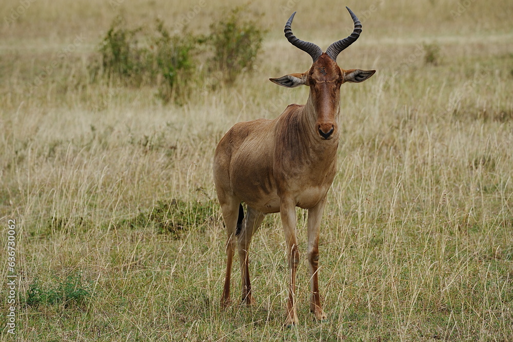 Hartebeest on savanna at Maasai Mara national reserve in Kenya Hartebeest on savanna at Maasai Mara national reserve in Kenya