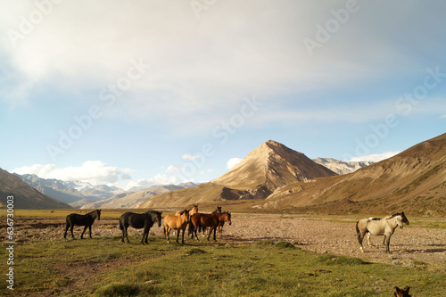 Cabalos criados para trabajar en las monta  as de la cordillera de los Andes. Esta tropilla esta en el Valle de las nacientes del rio Atuel en la provincia de Mendoza.Argentina