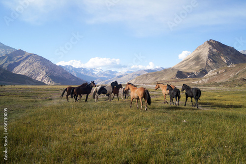 Cabalos criados para trabajar en las montañas de la cordillera de los Andes. Esta tropilla esta en el Valle de las nacientes del rio Atuel en la provincia de Mendoza. Argentina © vickytretrop