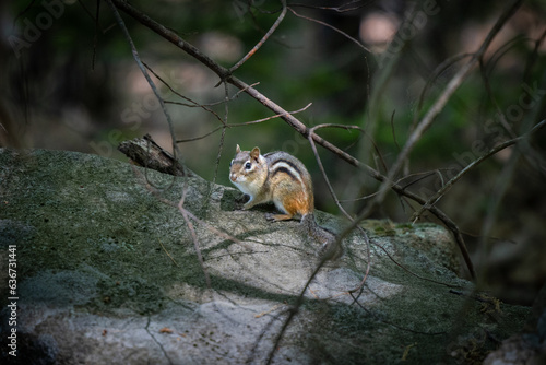 chipmunk in the forest