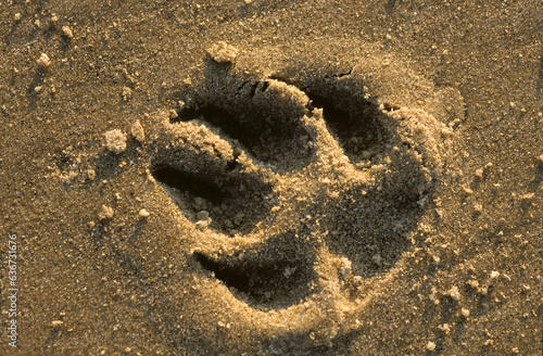 chien; trace dans le sable photo