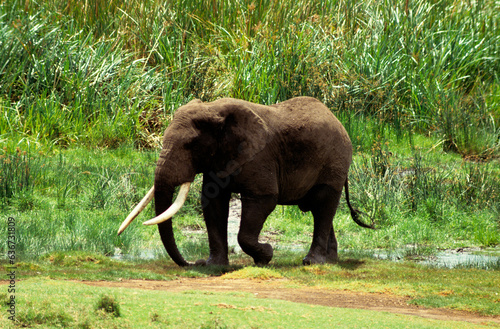 Eléphant d'Afrique, male, gros porteur, Loxodonta africana, Parc national du N.Gorongoro crater, Tanzanie