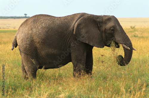 El  phant d Afrique  Loxodonta africana  Parc national de Masai Mara  Kenya