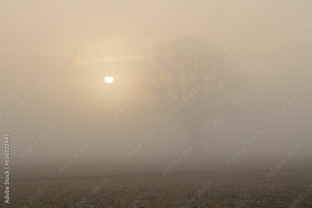 Single tree and sunrise on a foggy day Single tree and sunrise on a foggy day