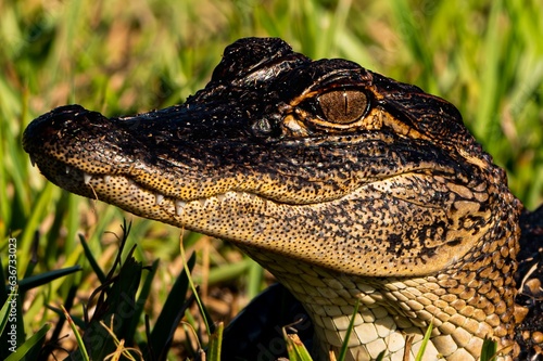 an alligator sits in some grass by itself looking up at the camera
