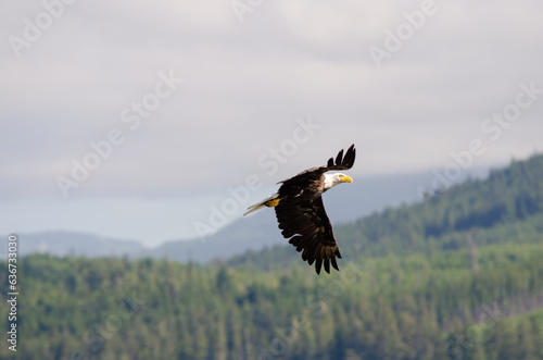 North American bald eagles hunting and scavaging on the pacific northwest island of Alert Bay, BC photo