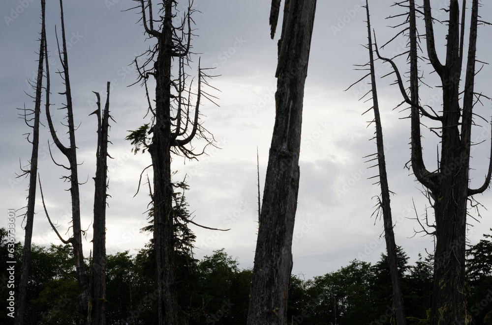 The stunning trees, coast and landscapes of the pacific northwest island community of Alert Bay, BC The stunning trees, coast and landscapes of the pacific northwest island community of Alert Bay, BC