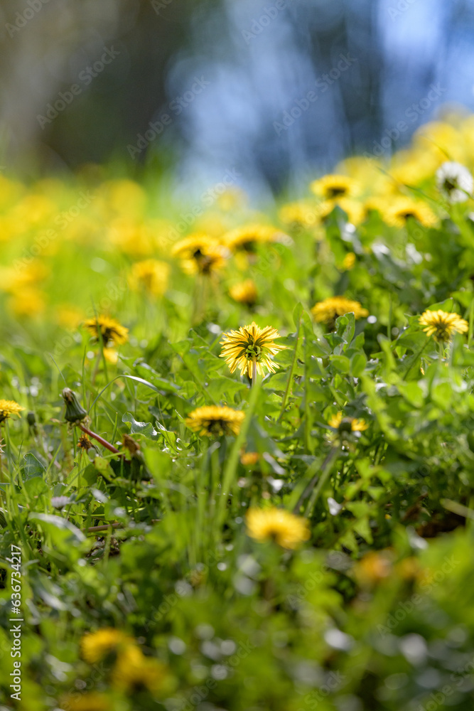 Obraz premium Pissenlit