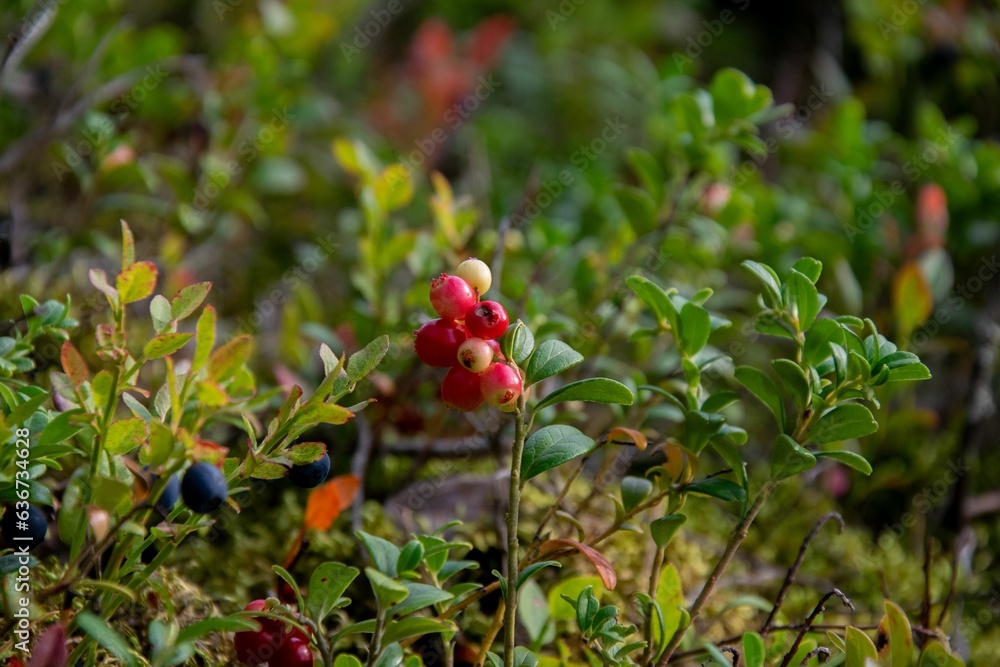 Obraz premium Closeup of lingonberries growing in a Finnish forest