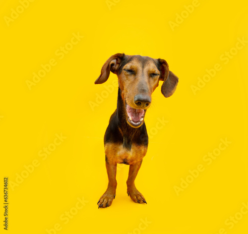 Happy smiling dachshund puppy dog with closed eyes. Isolated on yellow background