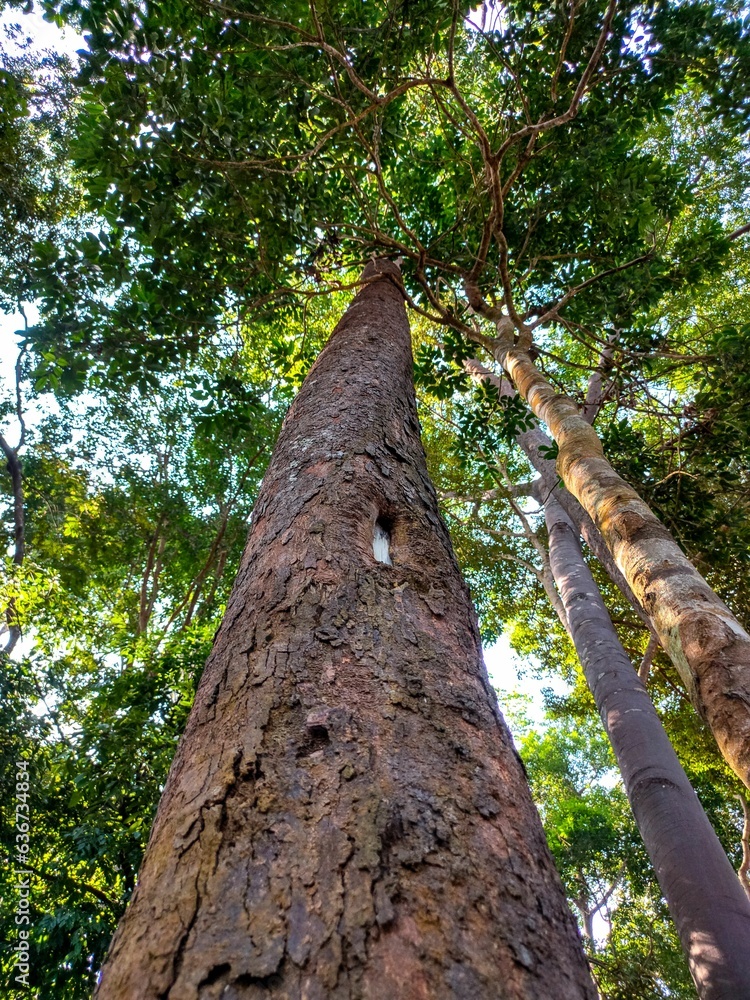 Fototapeta premium View of the long sandy forest of Port Dickson, Negeri Sembilan