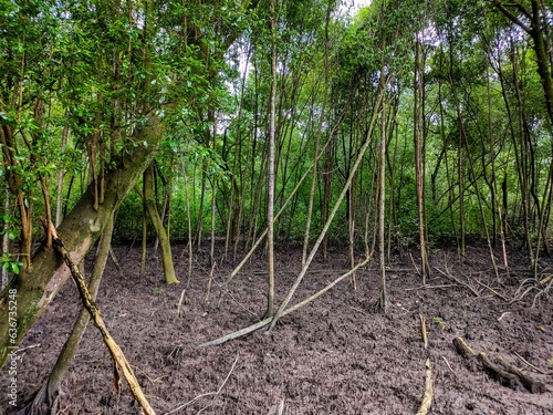 Scenic view of a mangrove forest in Klang, Selangor