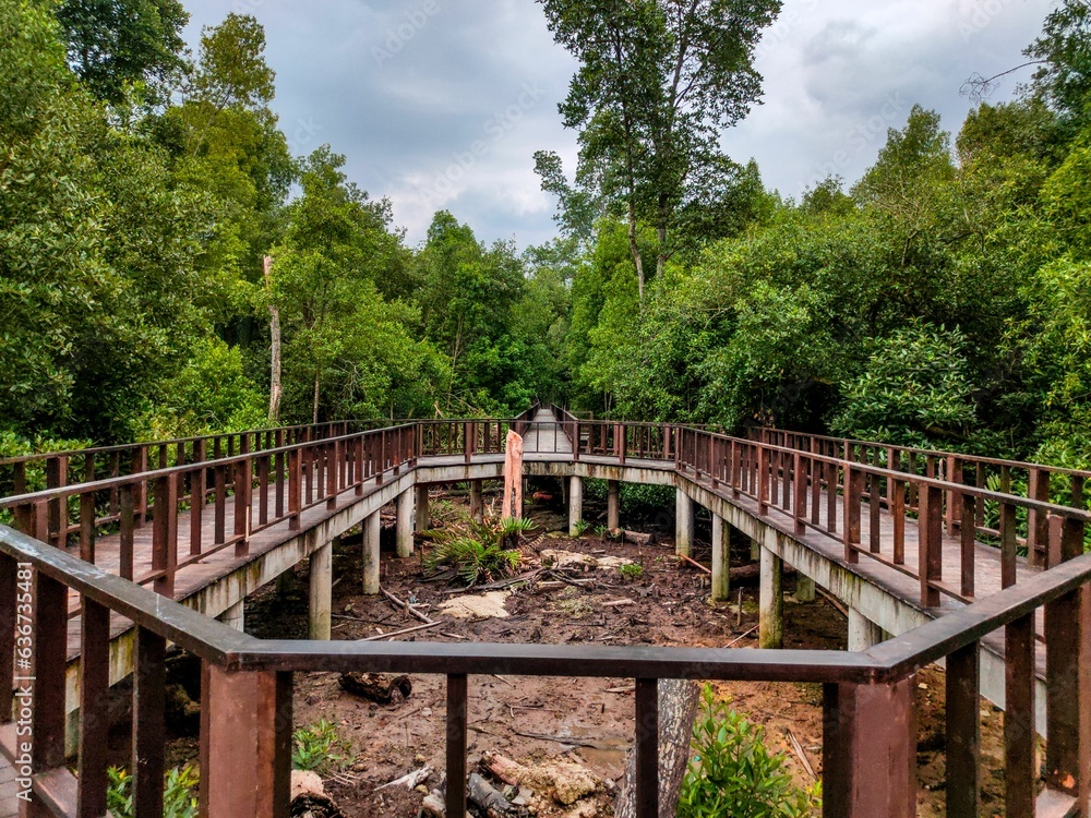 Inviting wooden pathway in a tranquil and lush  mangrove forest in Klang Selangor, Malaysia