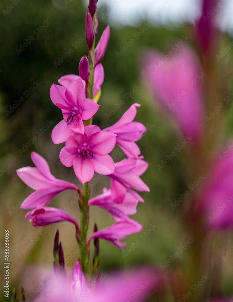 Selective focus of pink Watsonia flower with blurred background Selective focus of pink Watsonia flower with blurred background