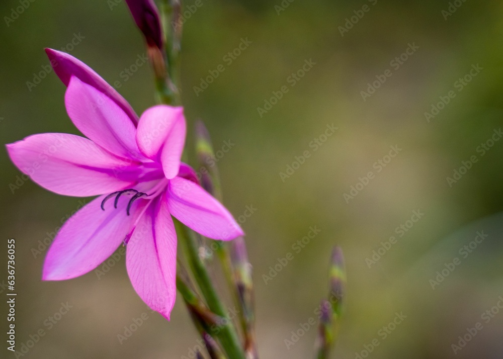 Selective focus of pink Watsonia flower with blurred background Selective focus of pink Watsonia flower with blurred background