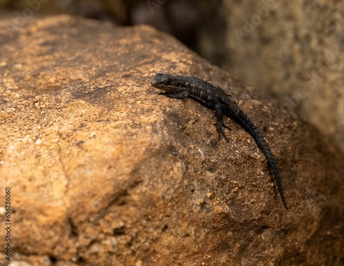 Closeup of a Cordylus niger crawling on a stone photo