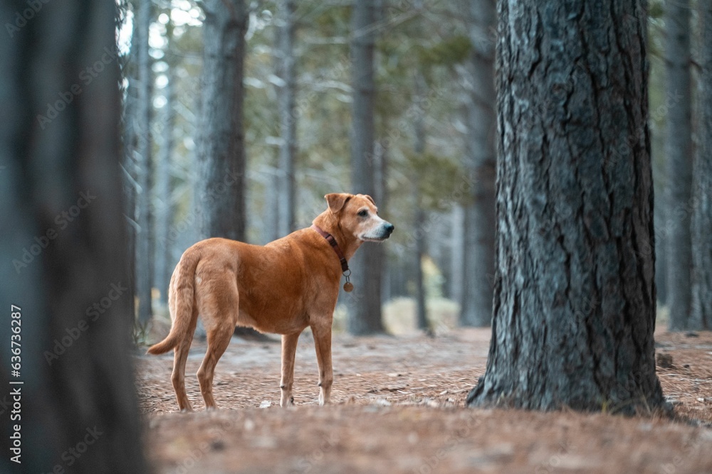 Playful brown canine stands in a forest