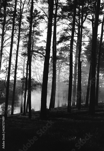 fog in the forest