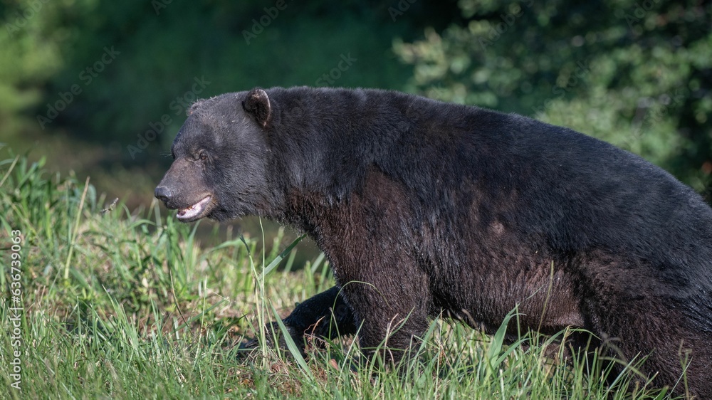 Large Baribal black bear walking across a meadow of lush green grass, surrounded by trees