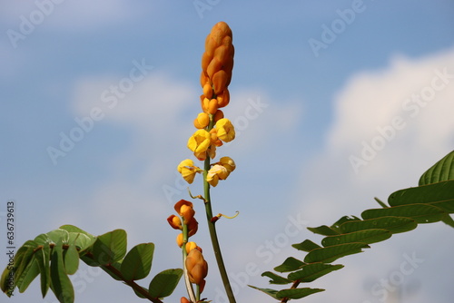 Cambodia. Senna alata is an important medicinal tree. It also known as emperor's candlesticks, candle bush, candelabra bush, christmas candles, empress candle plant, ringworm shrub.  photo