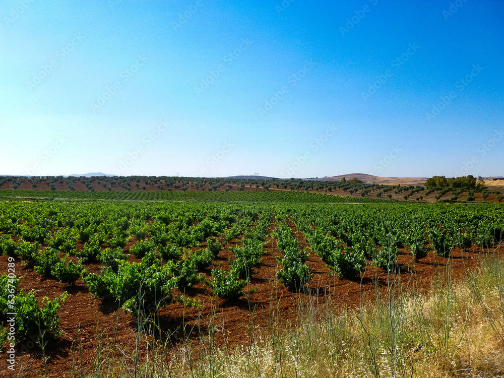 Spanish grape vineyard in castilla