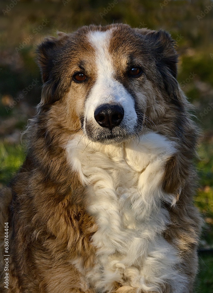 Majestic dog Australian Shepherd basking in the sunshine amongst lush green grass