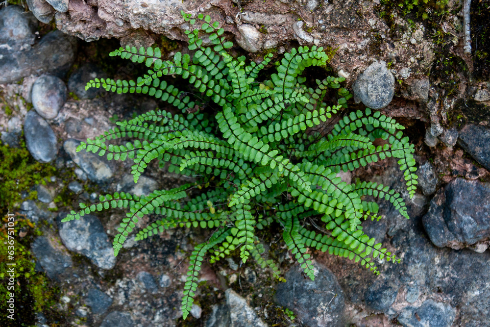 Maidenhair Spleenwort (Asplenium trichomanes) Maidenhair Spleenwort (Asplenium trichomanes)