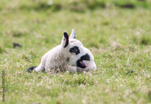 Closeup of a cute black spotted lamb lying on the green grass