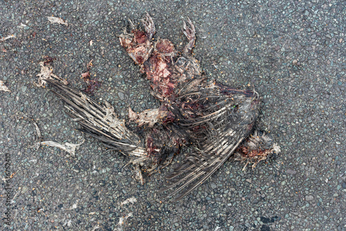 The remains of a dead bird, unfortunately killed on a road by a car.