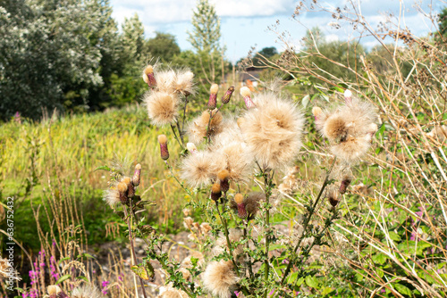 Fluffy white parachutes bearing seeds burst from seed heads belonging to thistles in a field.