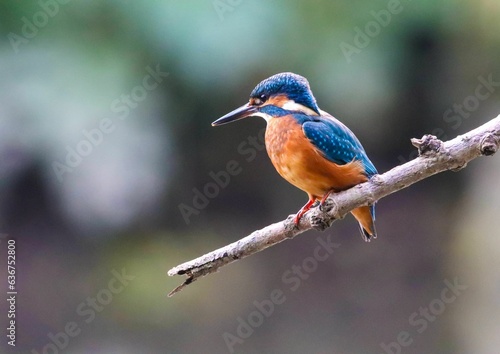 Closeup shot of a Kingfisher bird holding on to a tree branch in a blurry background