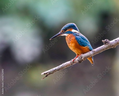 Closeup shot of a Kingfisher bird holding on to a tree branch in a blurry background