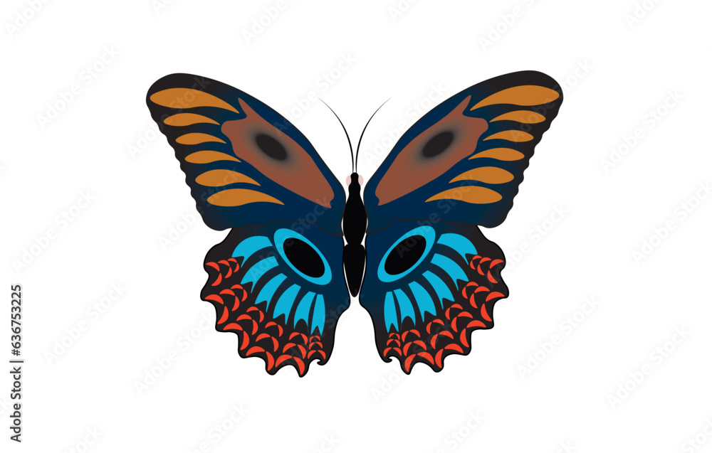 Vector illustration of a beautiful butterfly on a white background Vector illustration of a beautiful butterfly on a white background