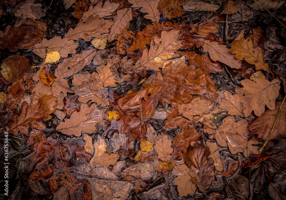 Top view of wet brown and orange oak leaves fallen in a puddle in the forest